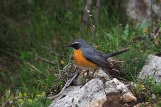 Vögel beobachten Taurusgebirge  Umgebung Natur Kultur