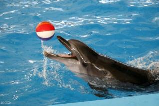 Dolphins show and Swimming with Dolphin in Kemer