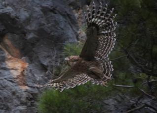 Vögel beobachten Fischuhu Oymapinar Staudamm Taurusgebirge Natur Spass